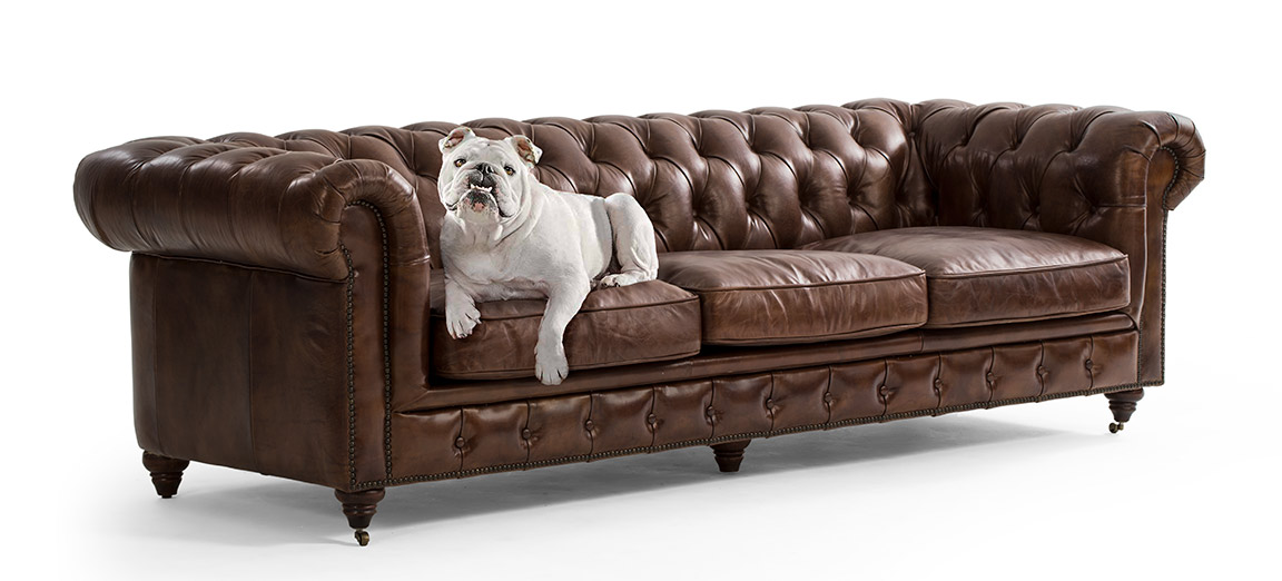 White bulldog laying on dark brown chesterfield leather couch on an all-white background